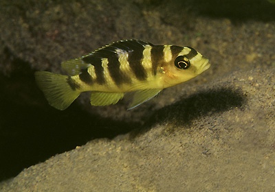 Pseudotropheus crabro 'Gome Rock'